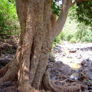 Terminalia Arjuna Tree