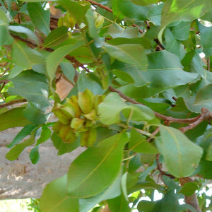 Terminalia Arjuna Tree