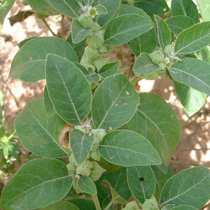 Withania Somnifera Plant