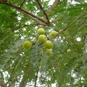 Indian Gooseberry