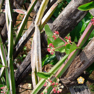 Cissus Quadrangularis Plant