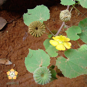 Abutilon Indicum Plant