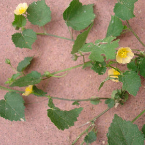 Bala Powder (Sida Cordifolia)