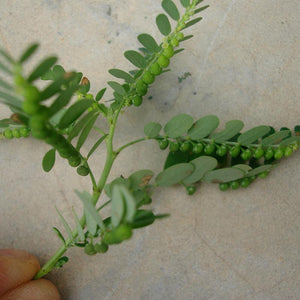 Bhumyamalaki Powder (Phyllanthus Erecta)