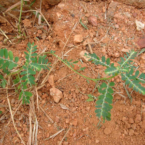 Bhumyamalaki Powder (Phyllanthus Erecta)