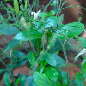 Bhunimba Powder (Kalmegh)