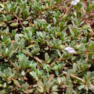 Brahmi Powder (Bacopa Monnieri)