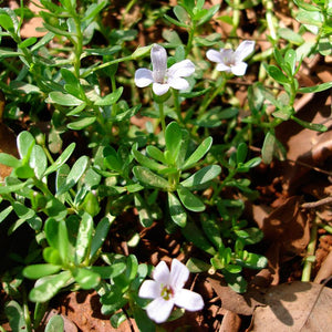 Brahmi Powder (Bacopa Monnieri)