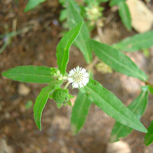 Bhringaraja Powder (Eclipta alba)