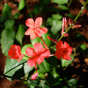 Chitraka Powder (Plumbago Zeylanica)