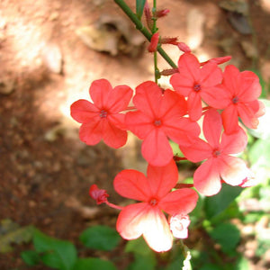 Chitraka Powder (Plumbago Zeylanica)