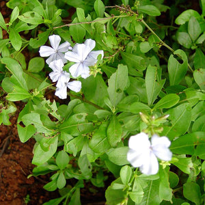 Chitraka Powder (Plumbago Zeylanica)