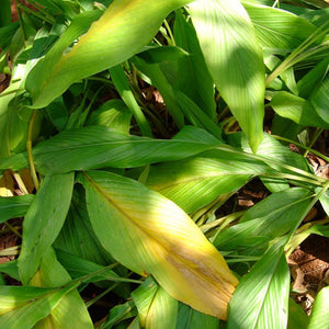 Cardamom Powder (Elettaria Cardamomum)