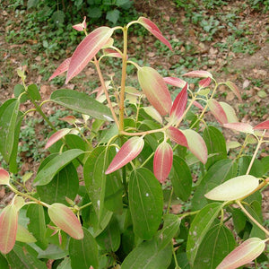 Cinnamon Powder (Cinnamomum Burmanii)