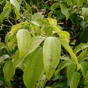 Clove Powder (Syzygium Aromaticum)