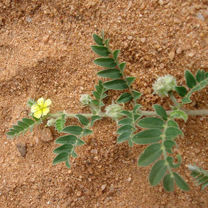 Gokshura Powder (Tribulus Terrestris)