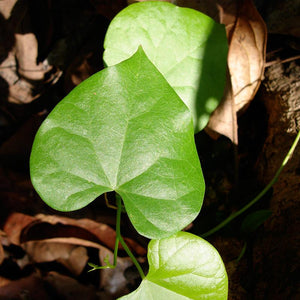 Guduchi Powder (Tinospora Cordifolia)