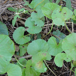 Mandukaparni Powder (Gotukola)