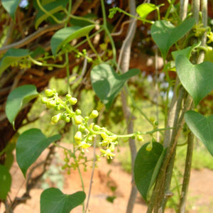 Guduchi Powder (Tinospora Cordifolia)