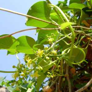 Guduchi Powder (Tinospora Cordifolia)