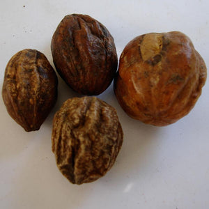 Haritaki Powder (Terminalia Chebula)