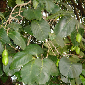 Haritaki Powder (Terminalia Chebula)