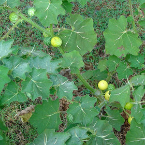 Kantakari Powder (Solanum Xanthocarpum)