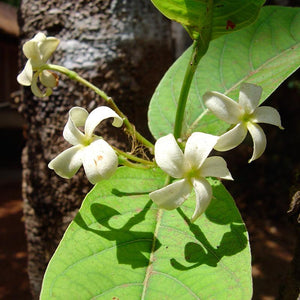 Kutaja Bark Powder (Holarrhena Antidysenterica)