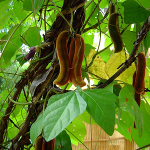 Kapi Kacchu Powder (Mucuna Pruriens)