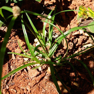 Musta Powder (Cyperus Rotundus)