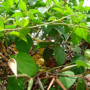 Madhunashini Powder (Gymnema Sylvestre)