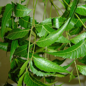 Neem Leaf Powder (Azadirachta Indica)