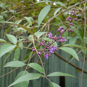 Nirgundi Powder (Vitex Negundo)