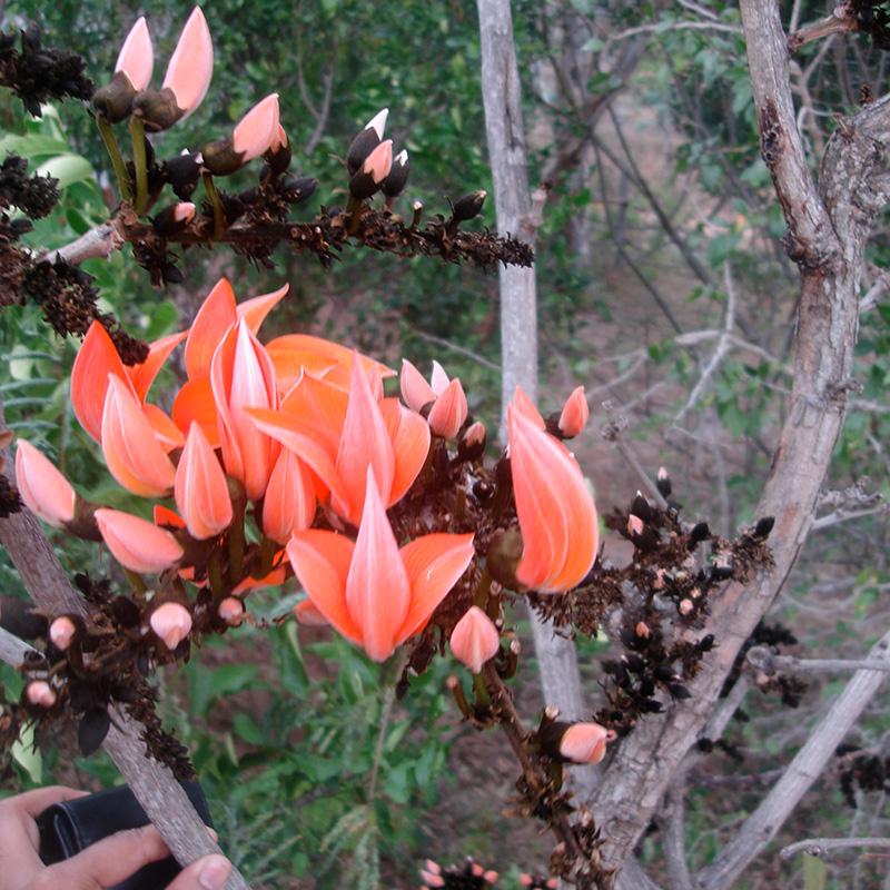 Palasha Beeja Powder (Butea Monosperma)