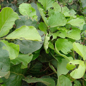 Palasha Beeja Powder (Butea Monosperma)