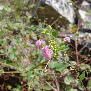 Punarnava Powder (Boerhavia Diffusa)