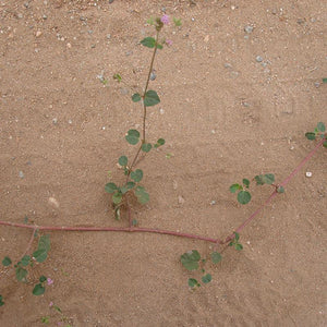 Punarnava Powder (Boerhavia Diffusa)