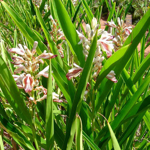 Rasna Powder (Alpinia Galanga)