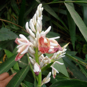 Rasna Powder (Alpinia Galanga)