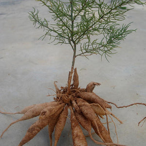 Shatavari Powder (Asparagus Racemosus)