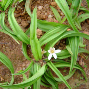 Musli Powder