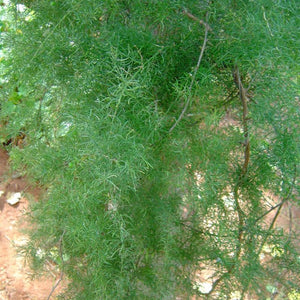 Shatavari Powder (Asparagus Racemosus)