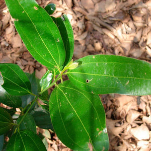 TejPatra Powder (Bay Leaf)