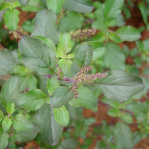 Tulsi Powder (Ocimum Sanctum)