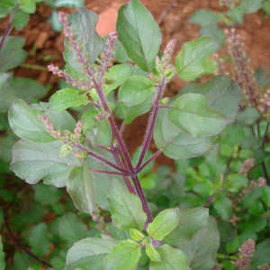 Tulsi Powder (Ocimum Sanctum)