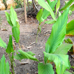 Turmeric Powder (Curcuma Longa)