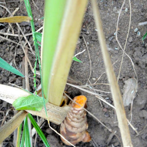 Turmeric Powder (Curcuma Longa)