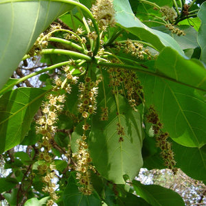 Vibhitaki Powder (Terminalia Bellerica)