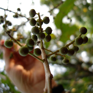 Vidanga Powder (Embelia Ribes)